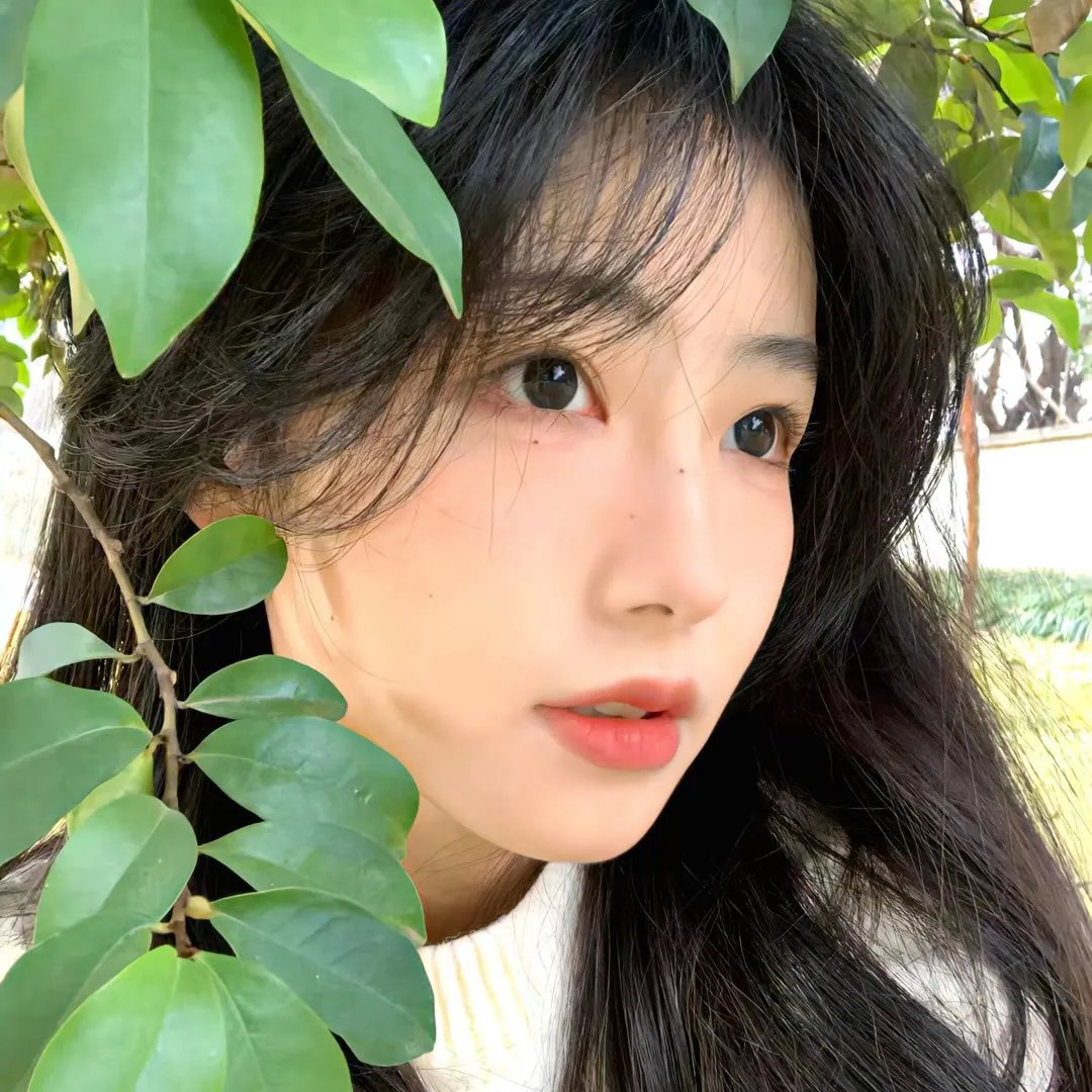 牡丹绿叶